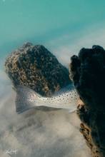 Load image into Gallery viewer, Speckled Trout swims between two submerged pilings in the surf.