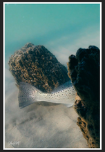 Load image into Gallery viewer, Paper Print view of Speckled Trout Photograph