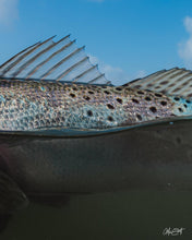 Load image into Gallery viewer, Blue Sky Speckles