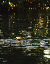 Load image into Gallery viewer, Happy Rollers