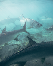 Load image into Gallery viewer, Underwater photograph of a school of silver Tarpon in clear, blue water.