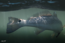 Load image into Gallery viewer, Winter Reddy