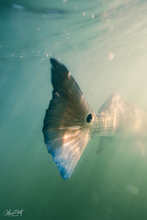 Load image into Gallery viewer, Sunshine on Blue Tail