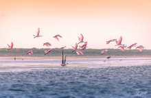 Load image into Gallery viewer, Roseates at Sunset