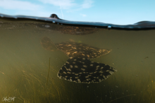 Load image into Gallery viewer, Soaring Through the Shallows