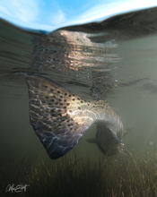 Load image into Gallery viewer, Trout Shallows