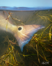 Load image into Gallery viewer, A close-up photograph of a Redfish tail emerging from underwater seagrass.