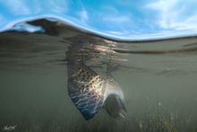 Load image into Gallery viewer, Underwater photograph of a speckled trout with a blue sky in the background.