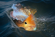 Load image into Gallery viewer, Close up of a spotted Redfish tail twisting through the saltwater.