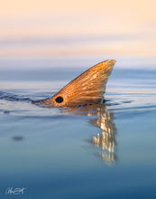 Load image into Gallery viewer, The tip of a Redfish tail pops up out of the saltwater at Sunset.