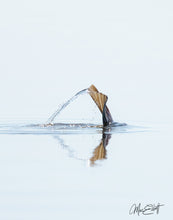 Load image into Gallery viewer, A metal print of a black drum fish with a water splash, floating on a reflective surface with a blurred background.