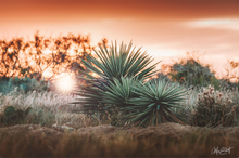 Load image into Gallery viewer, Spanish Daggers against an orange sunset sky.