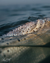 Load image into Gallery viewer, Jewel of the Bay