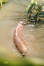 Load image into Gallery viewer, Marsh Hide Out