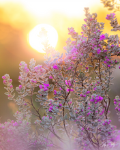 Load image into Gallery viewer, Purple Perfume