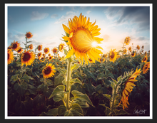 Load image into Gallery viewer, Texas Sunshine