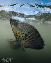 Load image into Gallery viewer, Silver Speckles