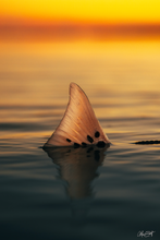 Load image into Gallery viewer, A multi-spotted Redfish tail emerges from the water at sunset.