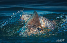 Load image into Gallery viewer, A Redfish twists through the blue water.