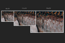 Load image into Gallery viewer, Tarpon Armor