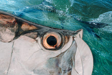 Load image into Gallery viewer, Image of a Tarpon eye and Tarpon Tail from the Florida Keys.