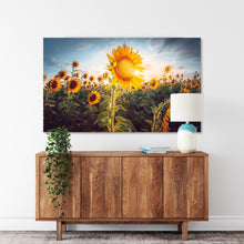 Load image into Gallery viewer, Sunflower print on a white wall.