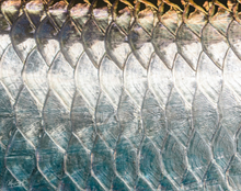 Load image into Gallery viewer, Close-up Tarpon scales.
