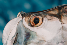Load image into Gallery viewer, Macro shot of a Tarpon eye on a blue background.
