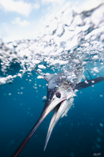 Load image into Gallery viewer, A Striped Marlin swims towards the camera underwater in the Galápagos Islands. Bubbles below and sky above.
