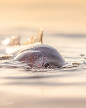 Load image into Gallery viewer, A sneaky Redfish eye is seen peering above the water line at sunset.
