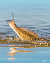 Load image into Gallery viewer, A dynamic image of a Redfish jumping out of the water, captured in saltwater shallows with clear blue skies reflected in the water.
