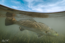 Load image into Gallery viewer, Home in the Texas Shallows
