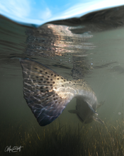 Load image into Gallery viewer, Trout Shallows
