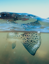 Load image into Gallery viewer, Close-up of a Speckled Trout's tail underwater with clear water.
