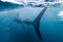 Load image into Gallery viewer, Striped Marlin tail underwater in the ocean.
