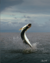 Load image into Gallery viewer, An action shot of a Tarpon leaping out of water, with a visible fishing line.
