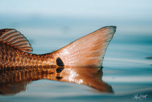 Load image into Gallery viewer, A copper Redfish tail is surrounded by glassy  blue water.
