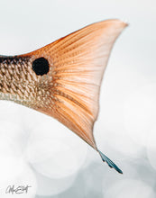 Load image into Gallery viewer, Simple close-up image of a orange and blue Redfish tail with a white background. 

