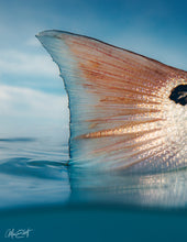 Load image into Gallery viewer, Split shot of a blue tipped Redfish Tail up close.
