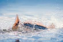 Load image into Gallery viewer, Redfish splashes water in the shallows on a calm day.
