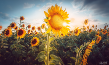 Load image into Gallery viewer, Texas field of sunflowers in the afternoon under a blue sky.
